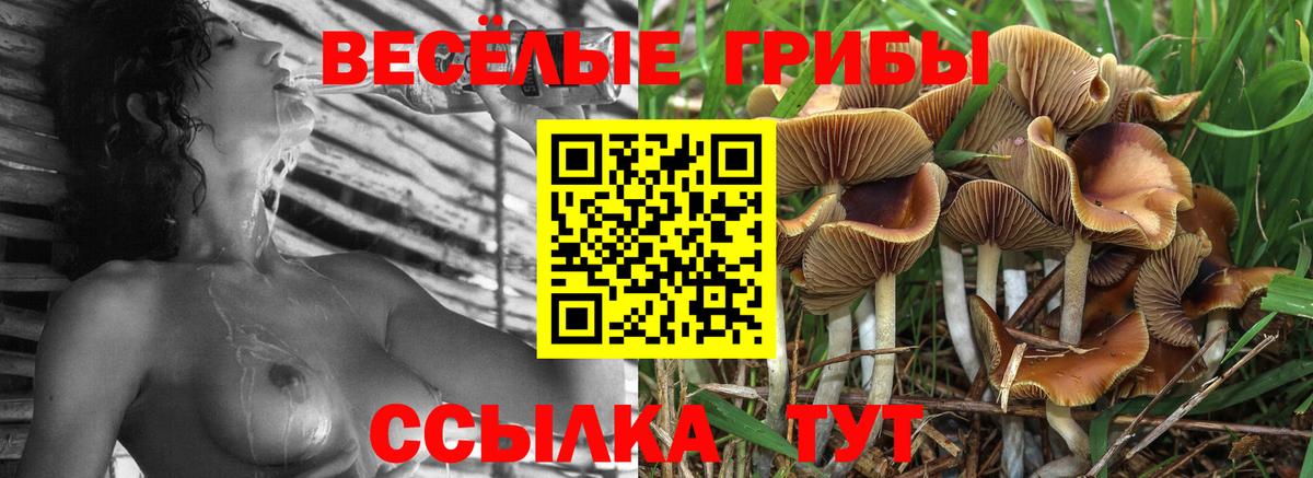 Вышний Волочёк  закладка  Вход с VPN  Псилоцибиновые грибы Psilocybine cubensis 